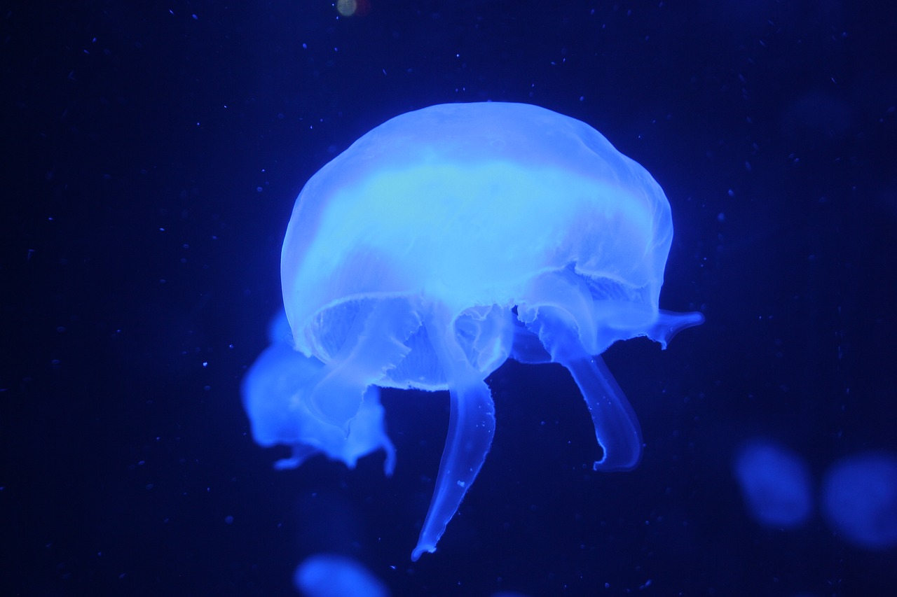 jellyfish ocean aquarium free photo