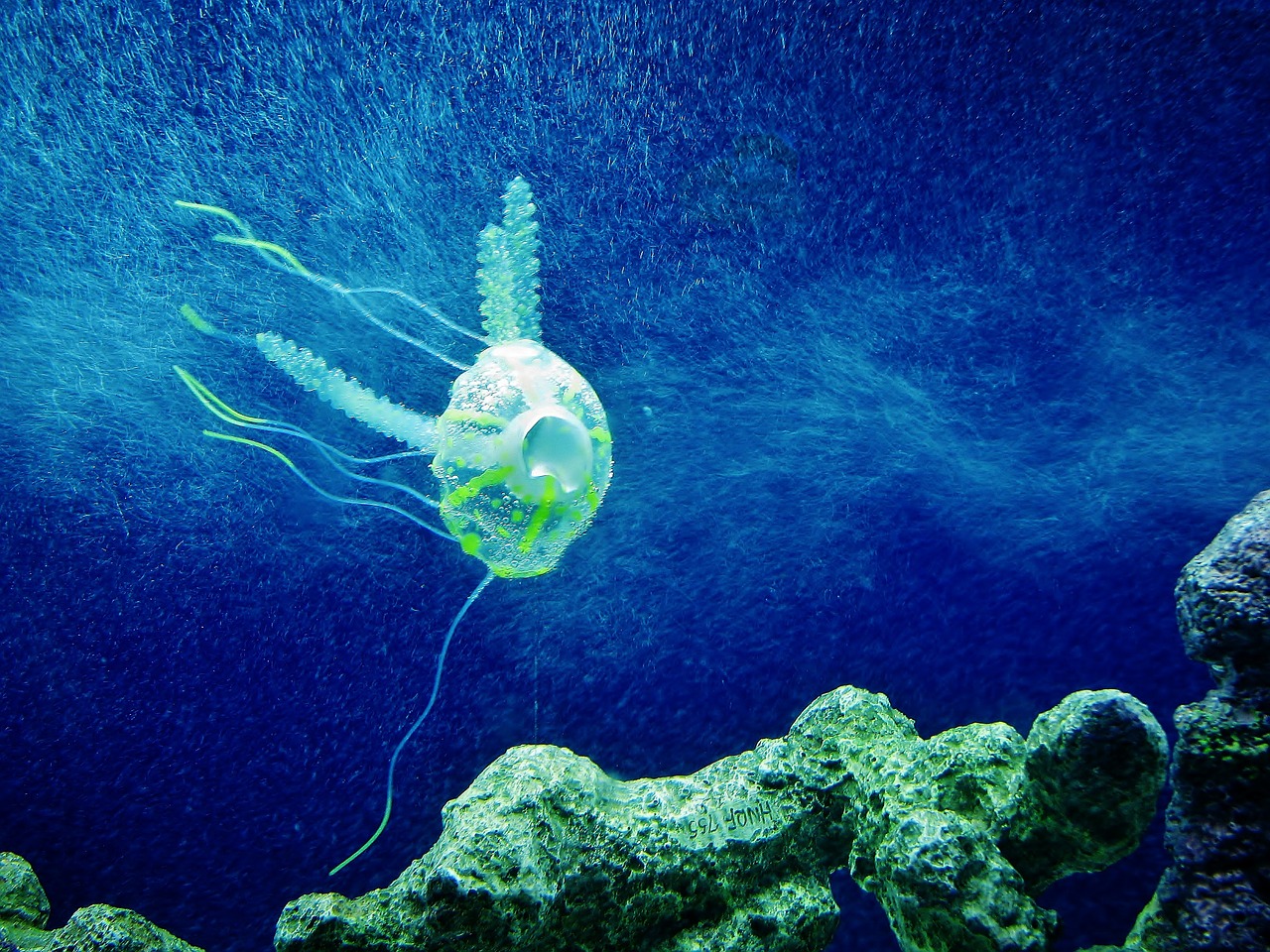 jellyfish blue aquarium free photo