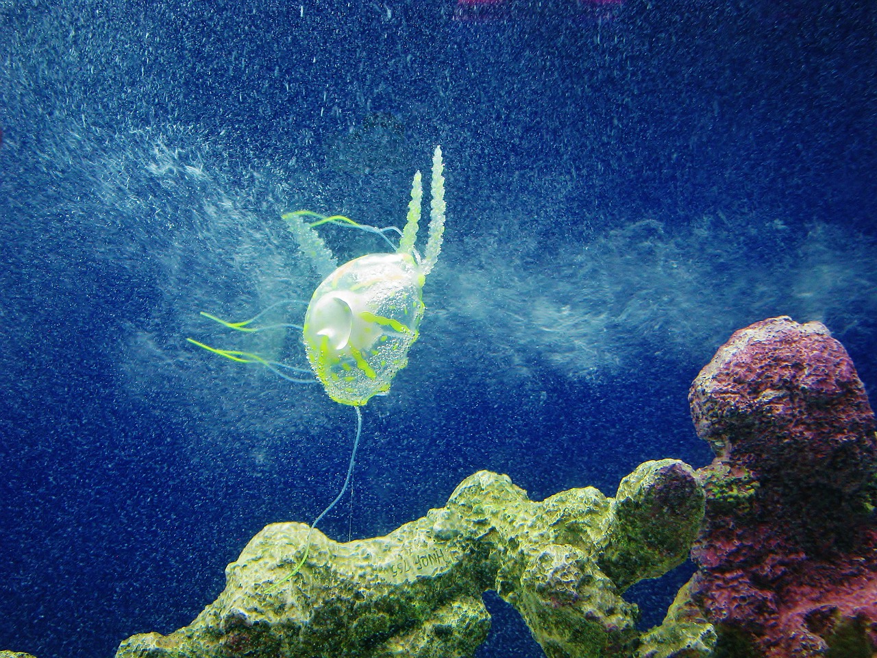 jellyfish blue aquarium free photo