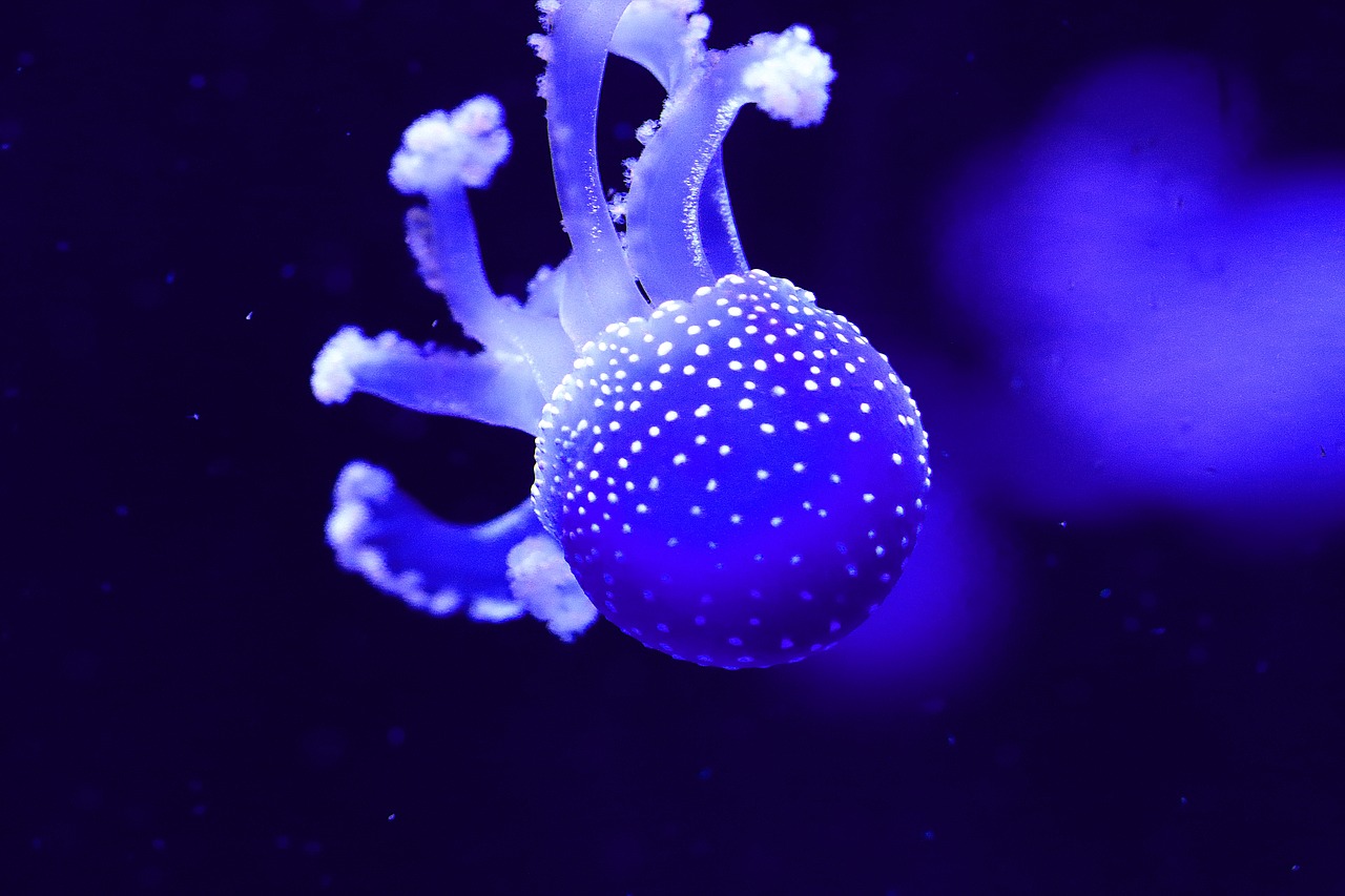 jellyfish aquarium light free photo