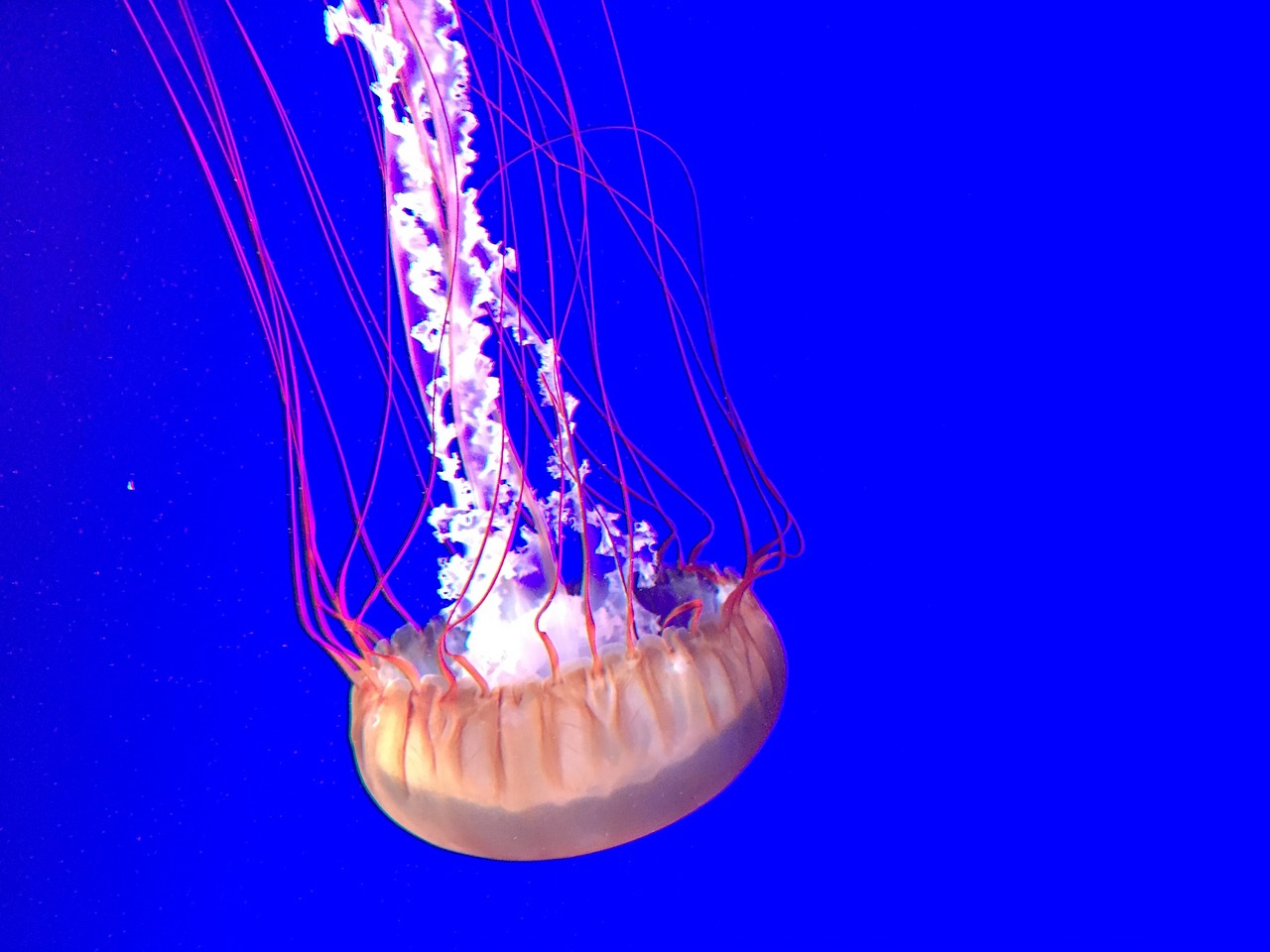 jellyfish toronto aquarium free photo