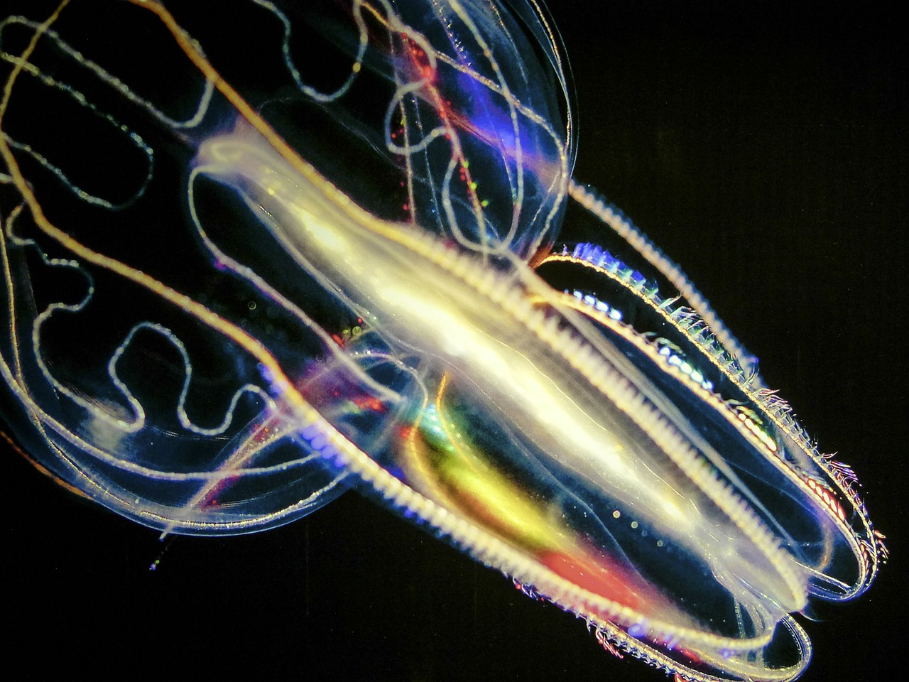 jellyfish luminous underwater free photo