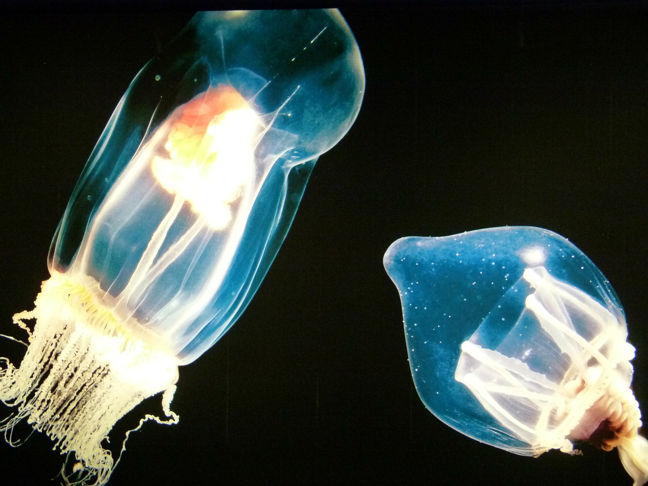 jellyfish luminous underwater free photo
