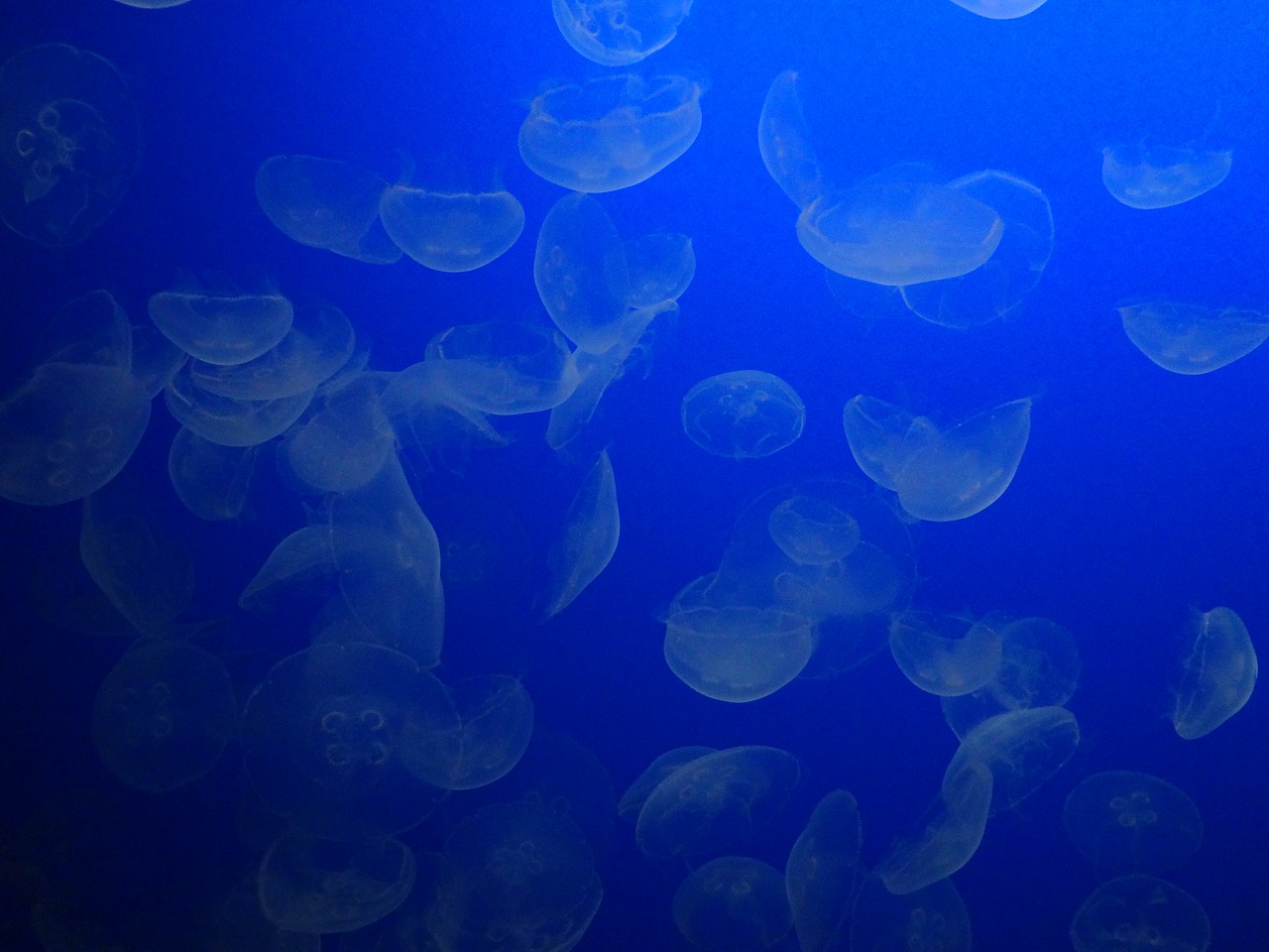 jellyfish sea marine free photo