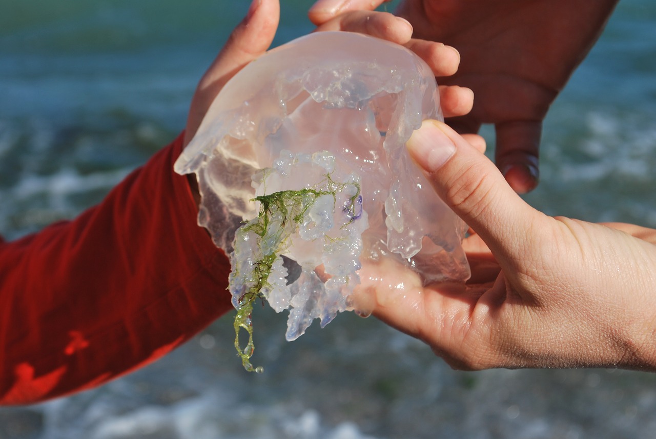 jellyfish small transparent free photo
