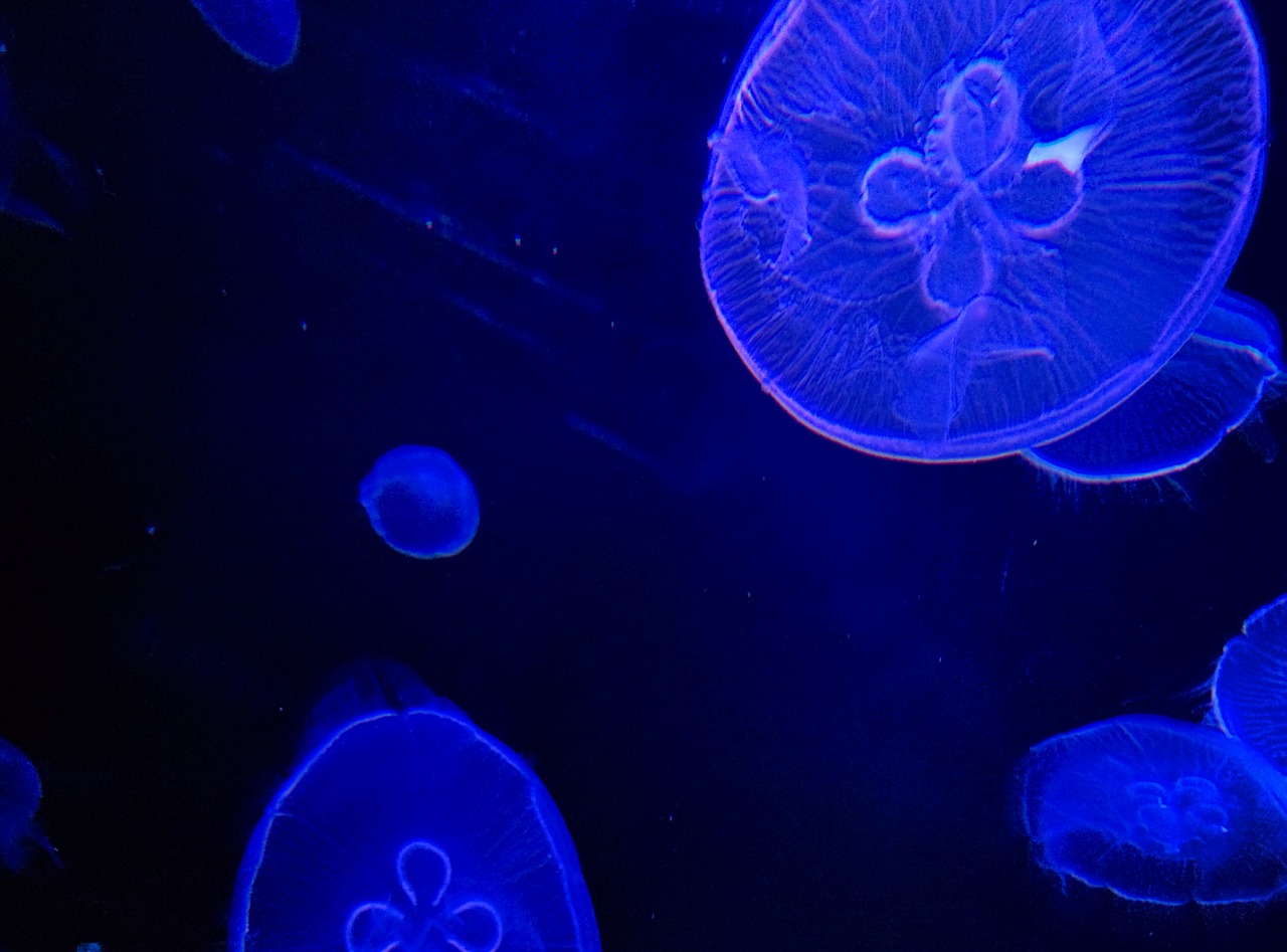 jellyfish aquarium fantastic free photo