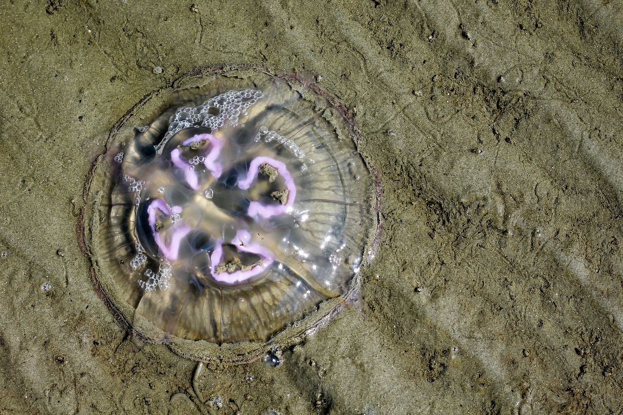 jellyfish north sea beach free photo