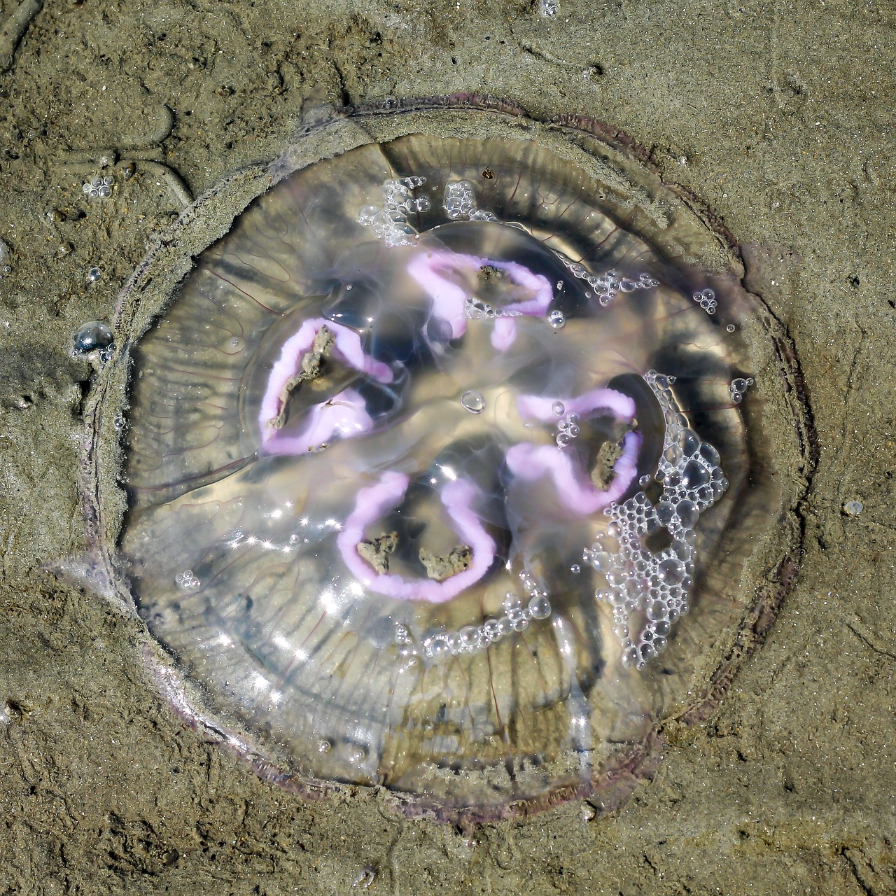 jellyfish north sea beach free photo
