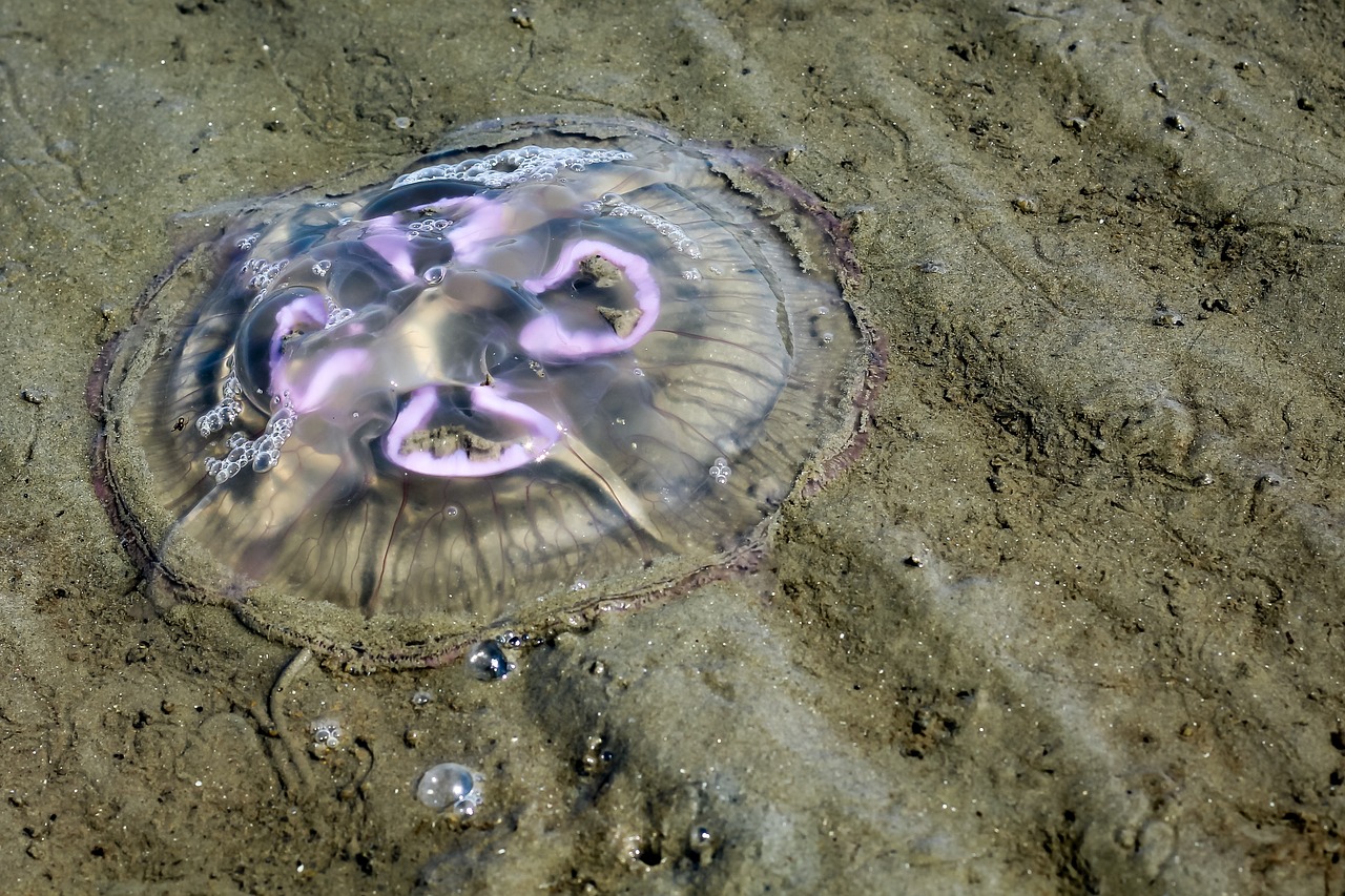 jellyfish north sea beach free photo