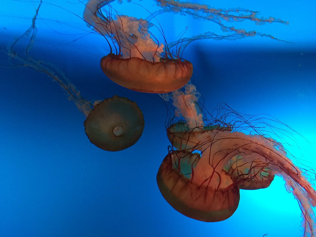 jellyfish aquarium rest free photo