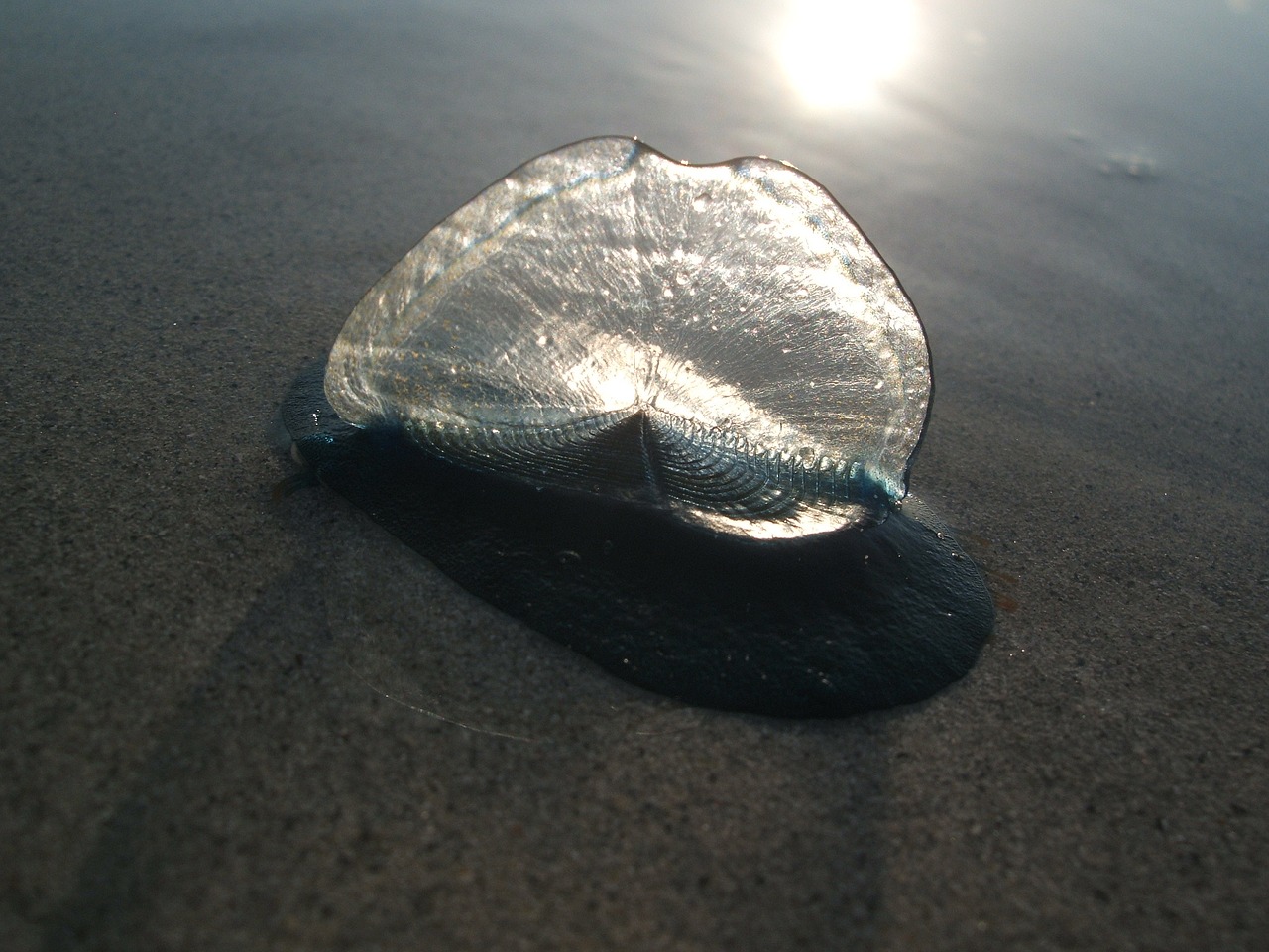 jellyfish sea beach free photo