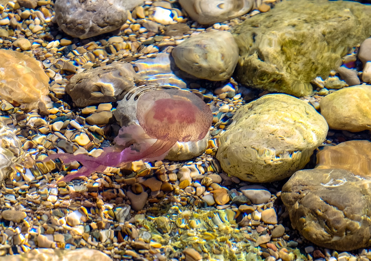 jellyfish sea seaside free photo