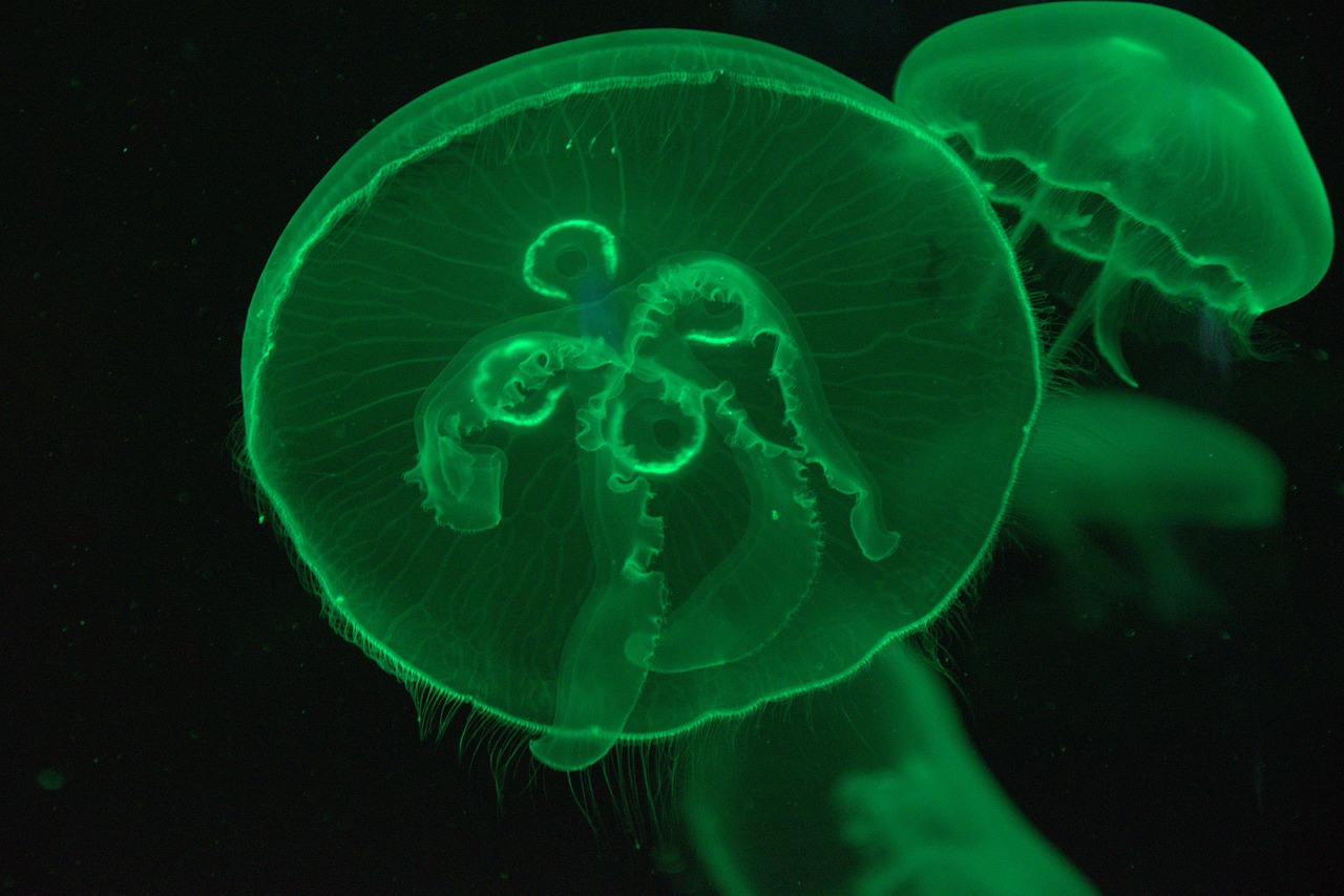 jellyfish animal aquarium free photo