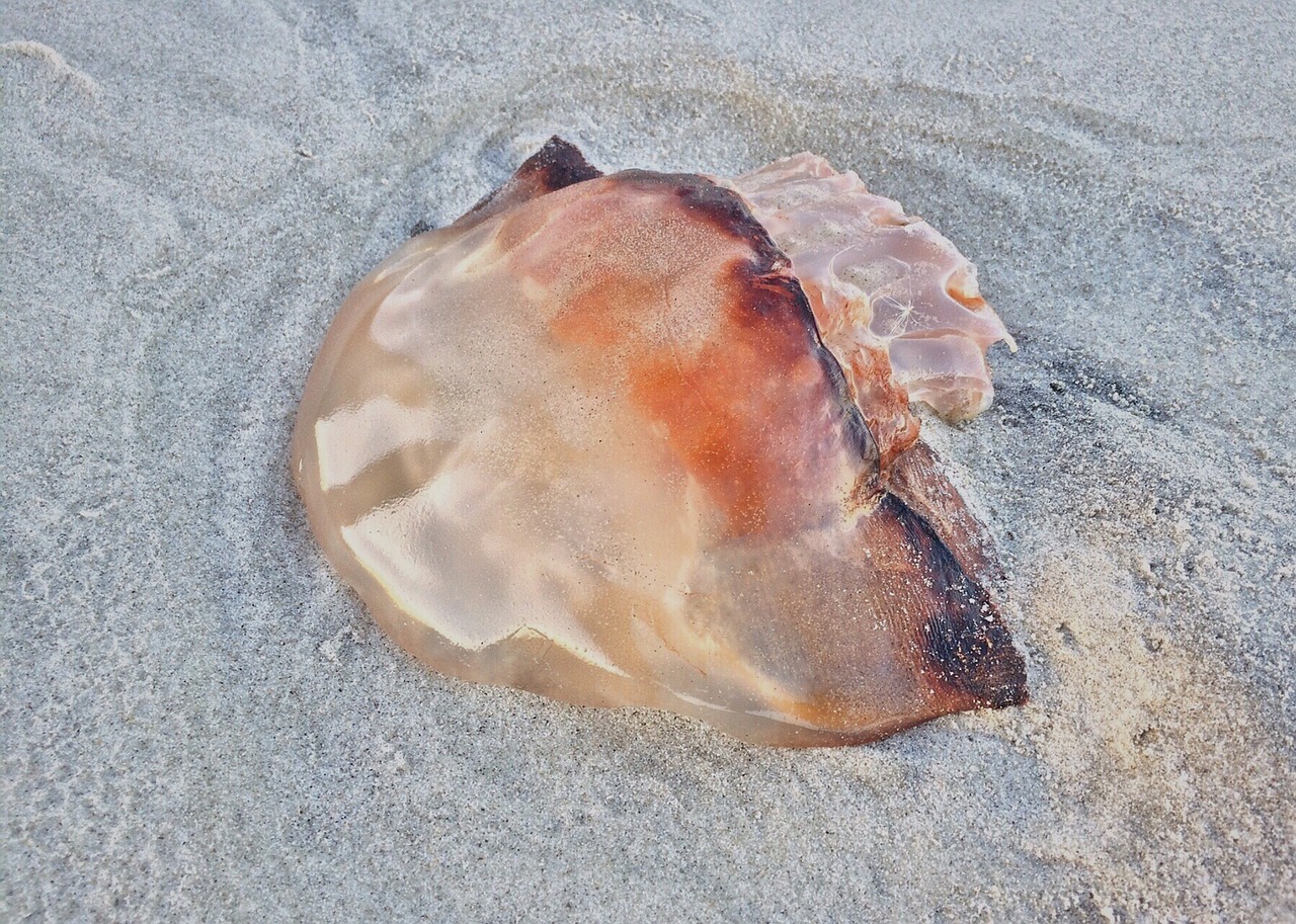 jellyfish beach sea nature free photo