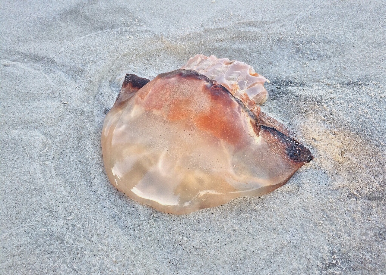 jellyfish beach sea nature free photo