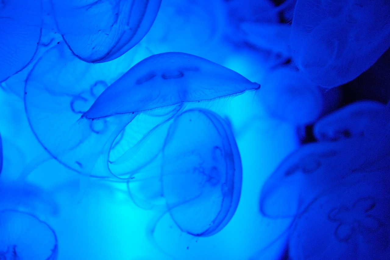 jellyfish blue jellyfish animals free photo