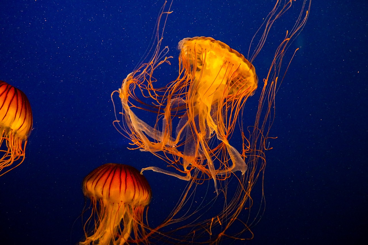 jellyfish compass jellyfish chrysaora hysoscella free photo