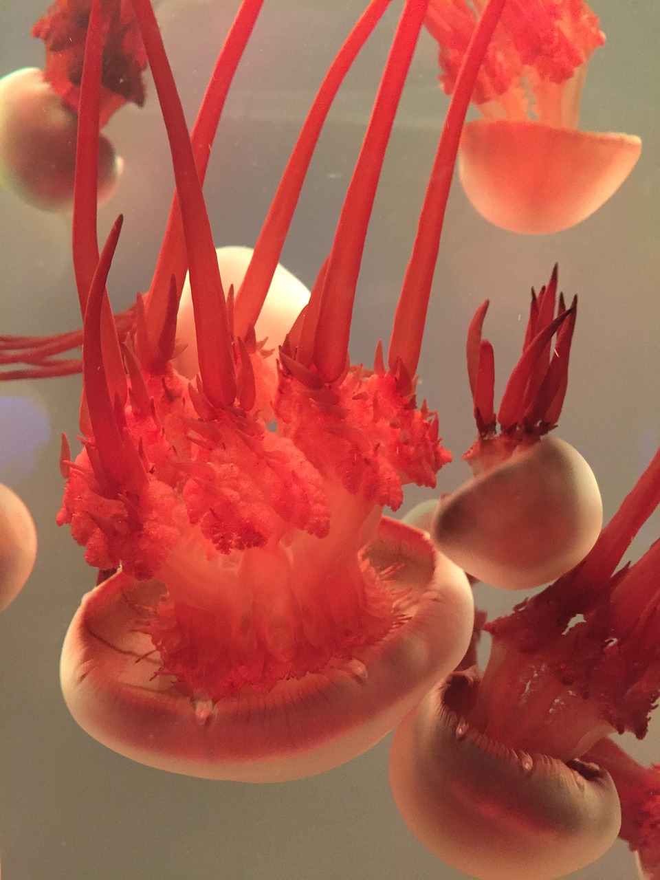 jellyfish aquarium close-up free photo