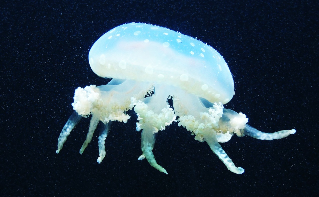 jellyfish sea marine life free photo