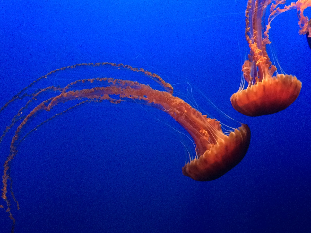 jellyfish jelly fish free photo