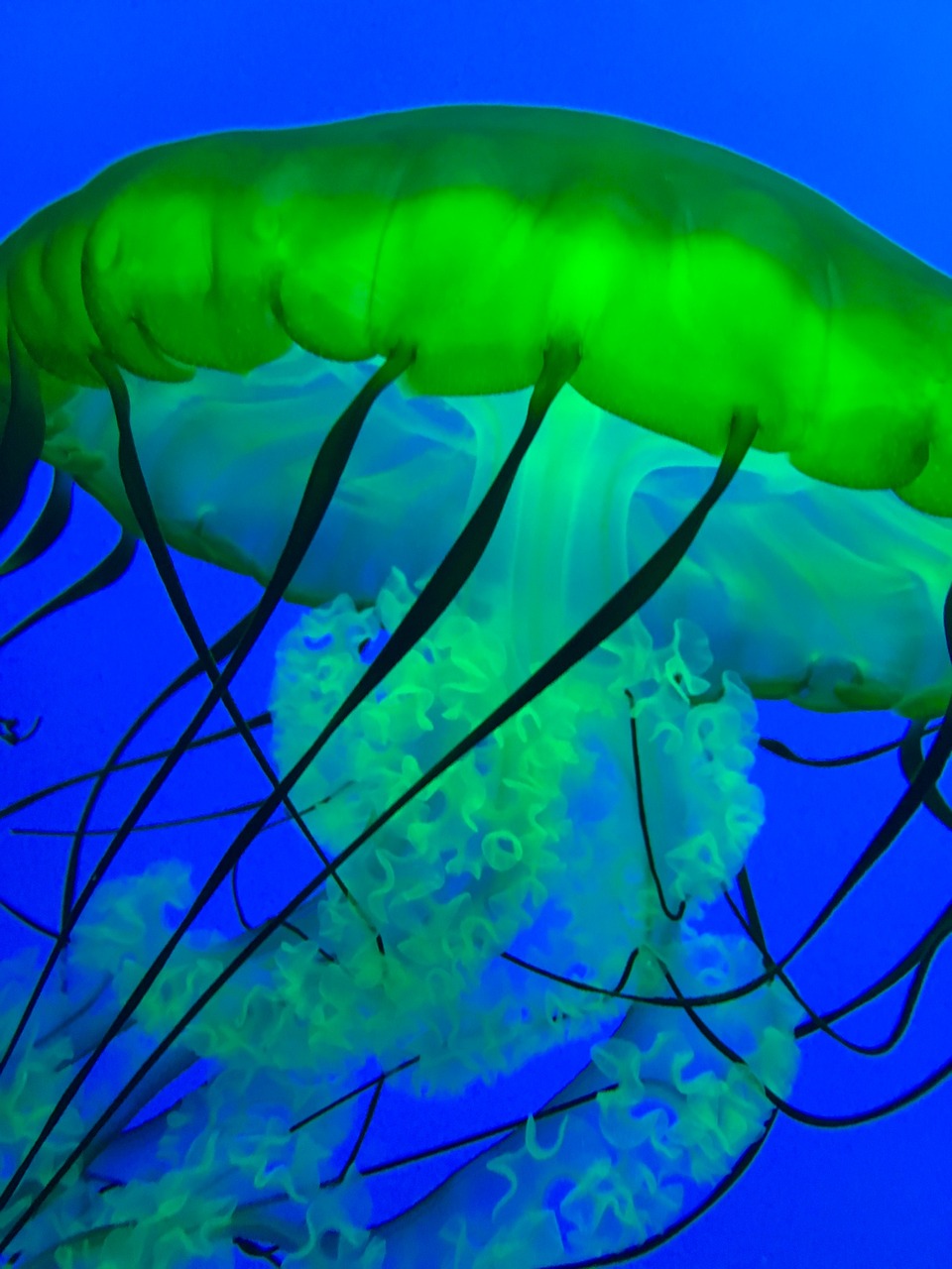 jellyfish fish ocean free photo