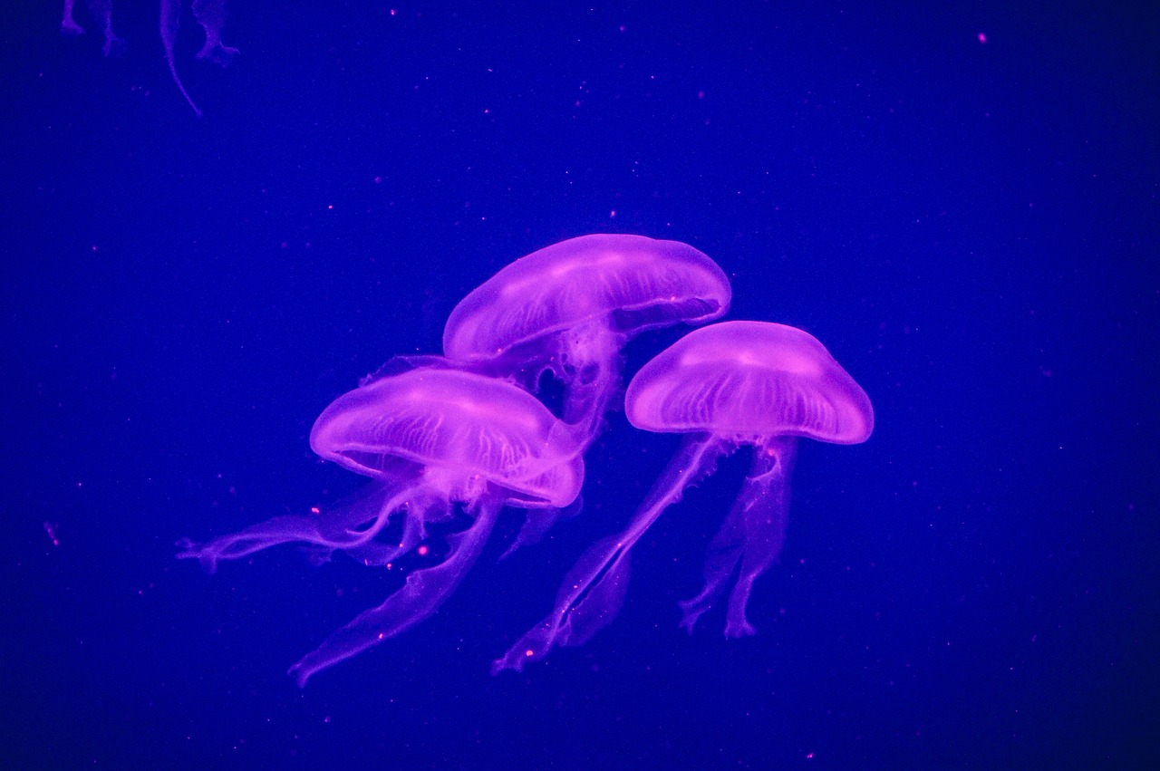 jellyfish ocean sea free photo