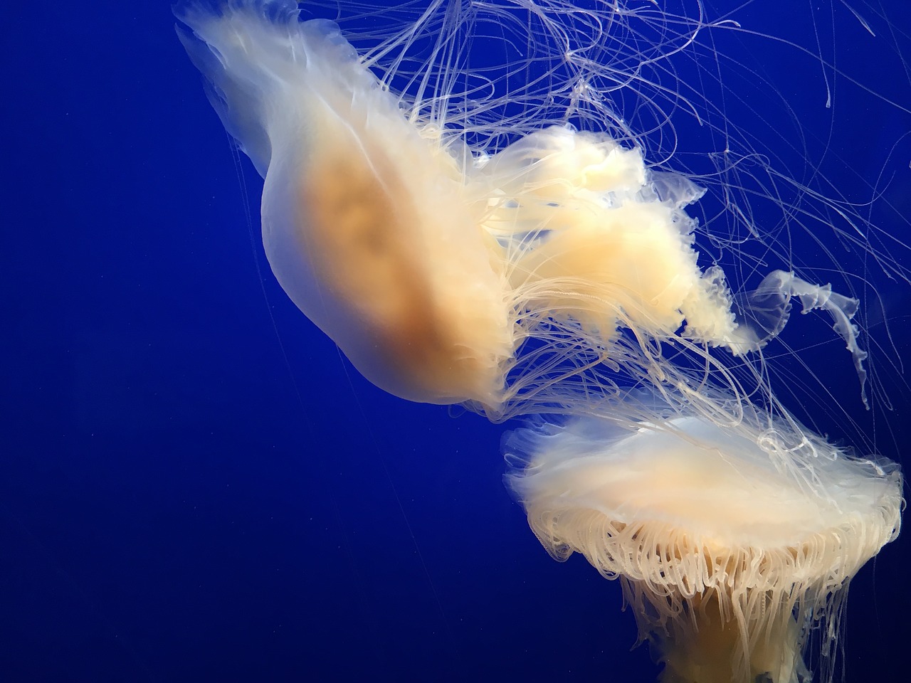 jellyfish monterey bay aquarium blue free photo