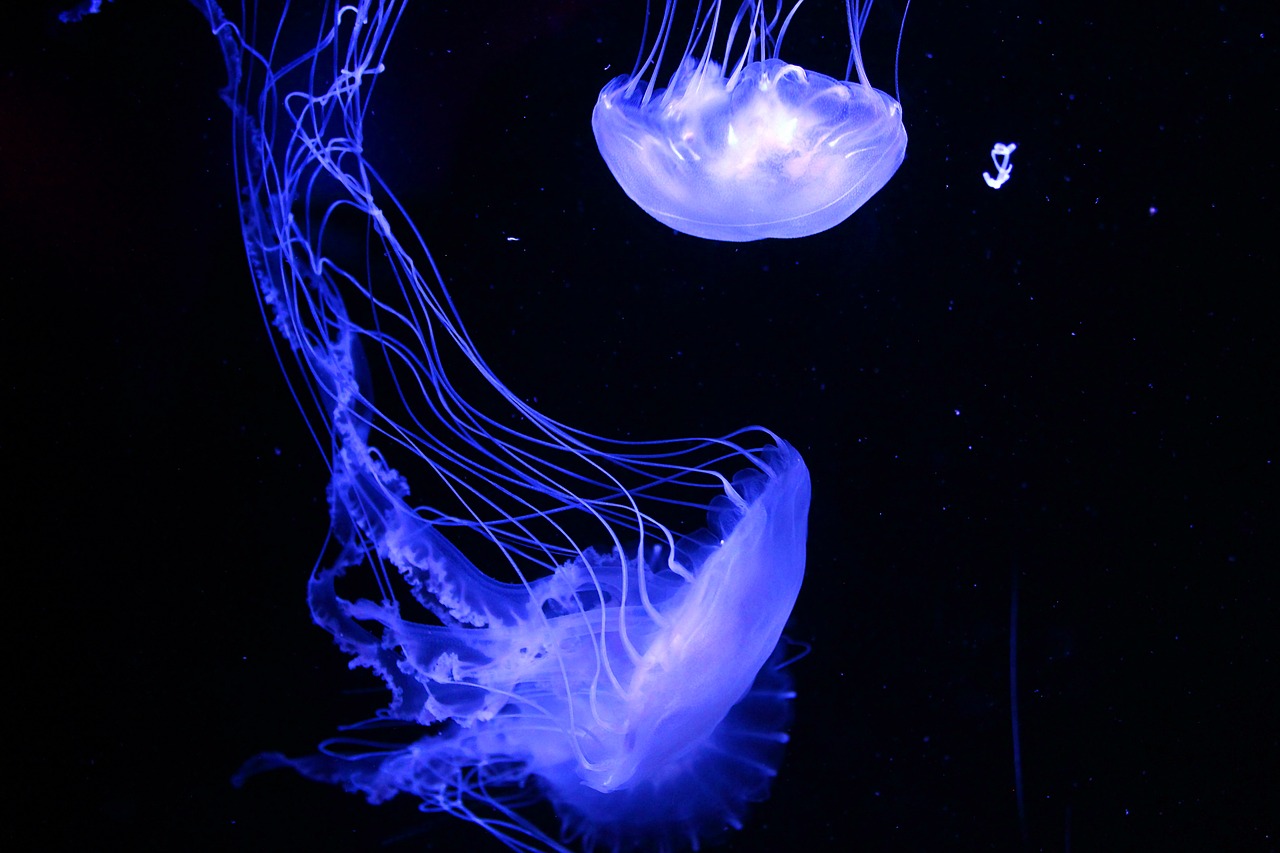 jellyfish animal aquarium free photo