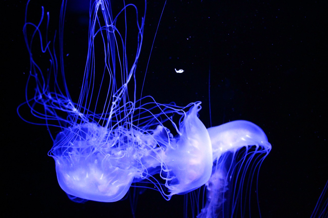jellyfish aquarium aquatic free photo