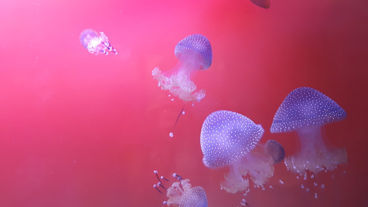 jellyfish nature aquarium free photo