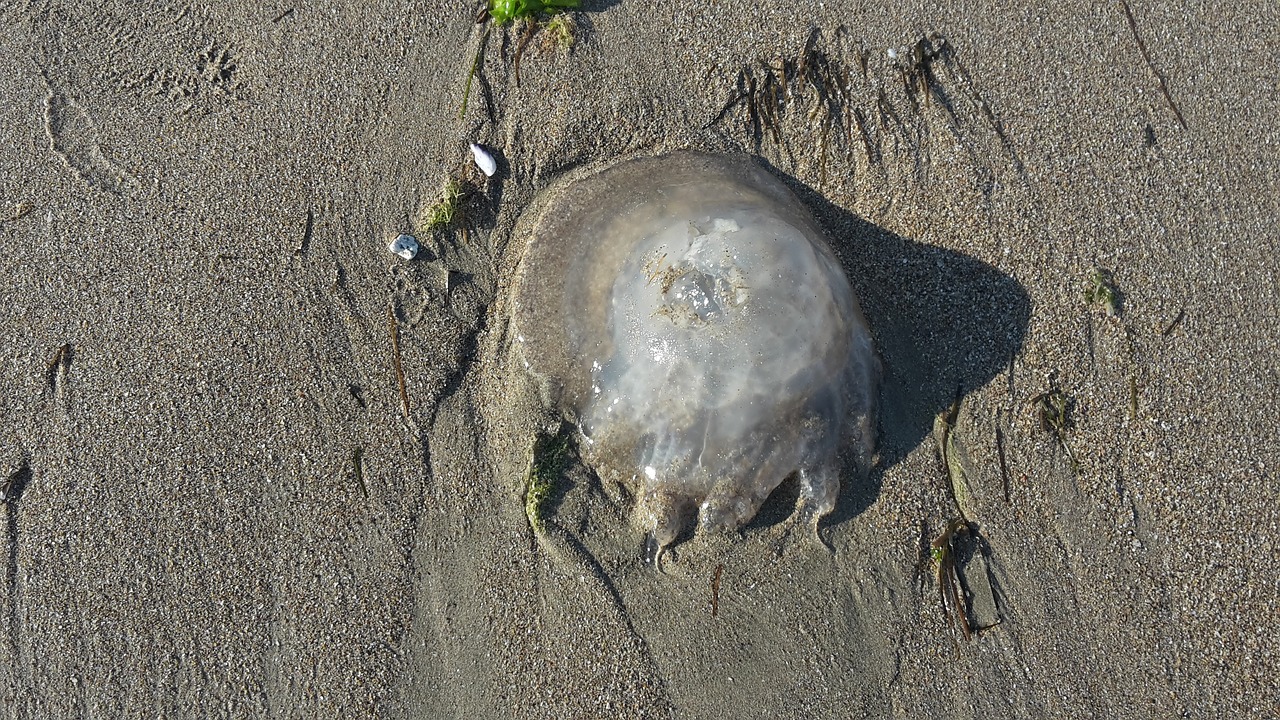 jellyfish sea beach free photo