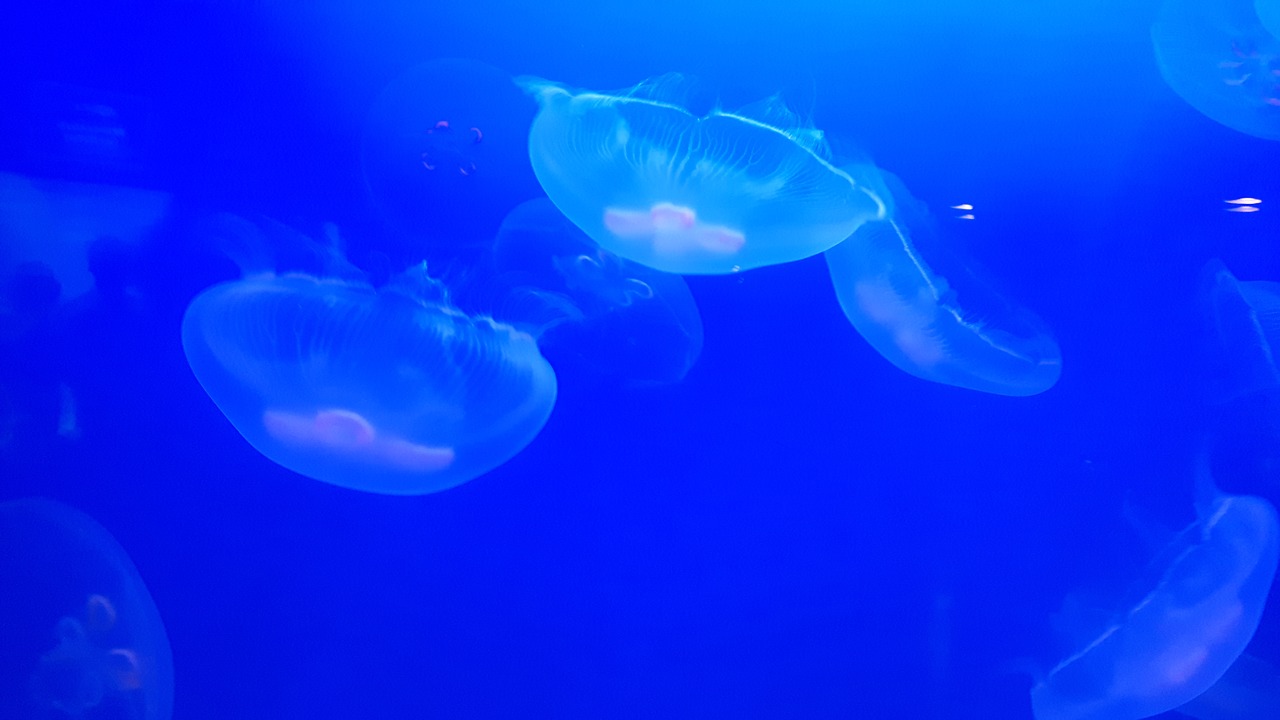 jellyfish nature aquarium free photo