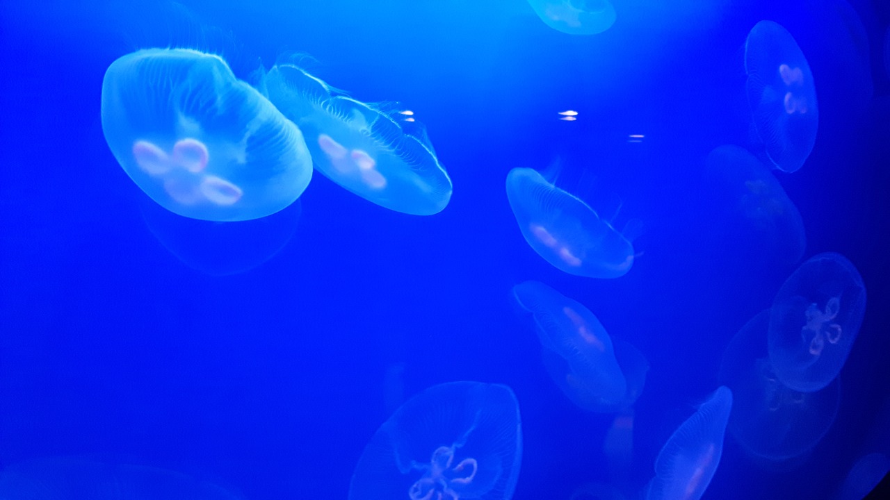 jellyfish nature aquarium free photo