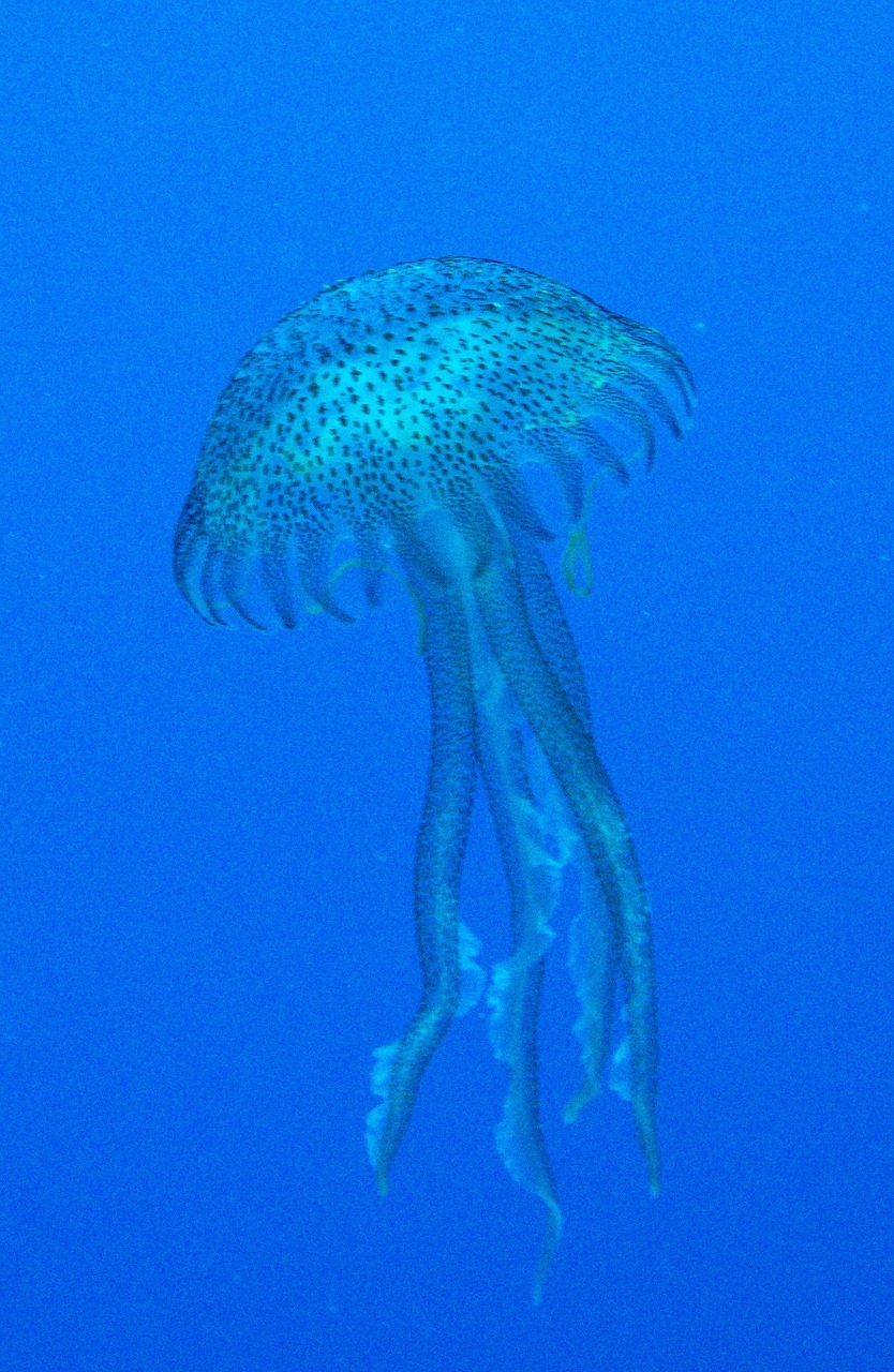 jellyfish malta mediterranean free photo