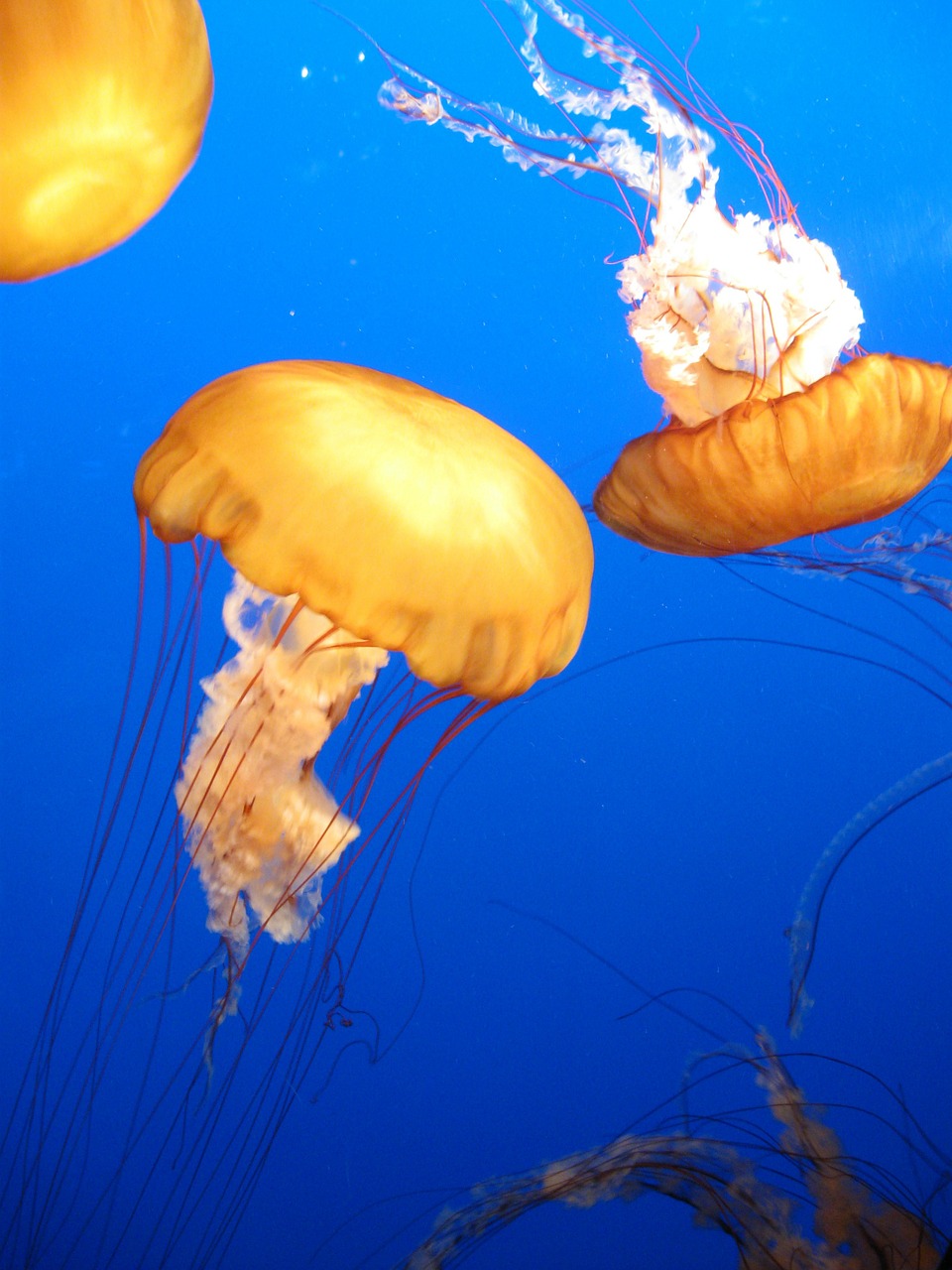 jellyfish marine sea free photo