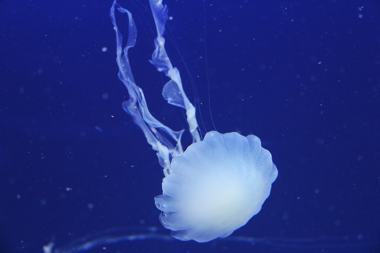 jellyfish ocean sea free photo