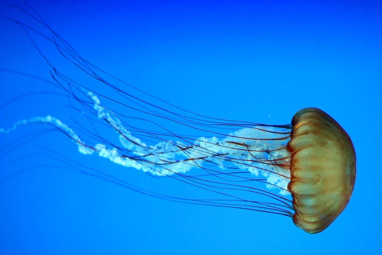 jellyfish marine aquatic free photo