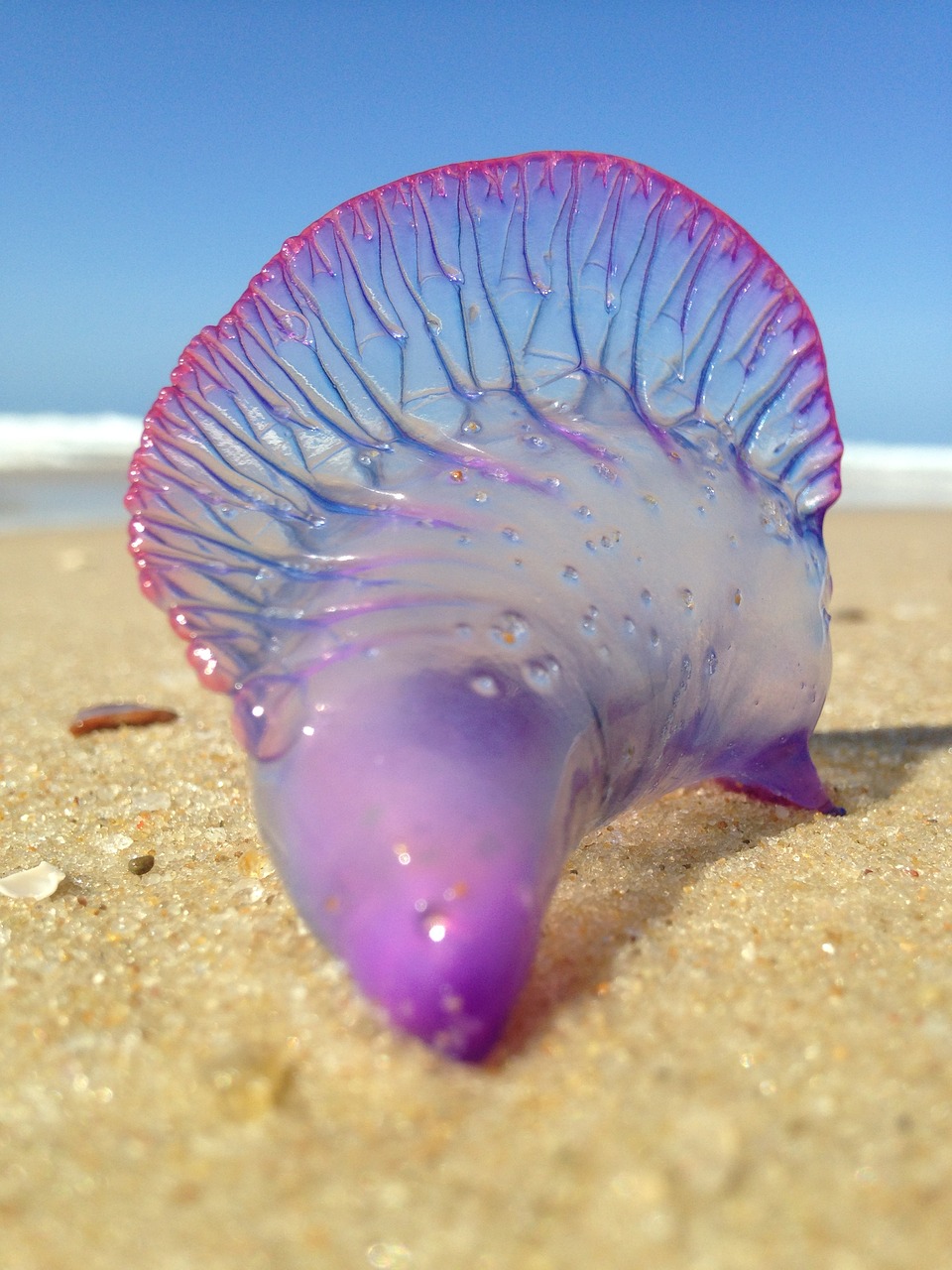 jellyfish beach sand free photo