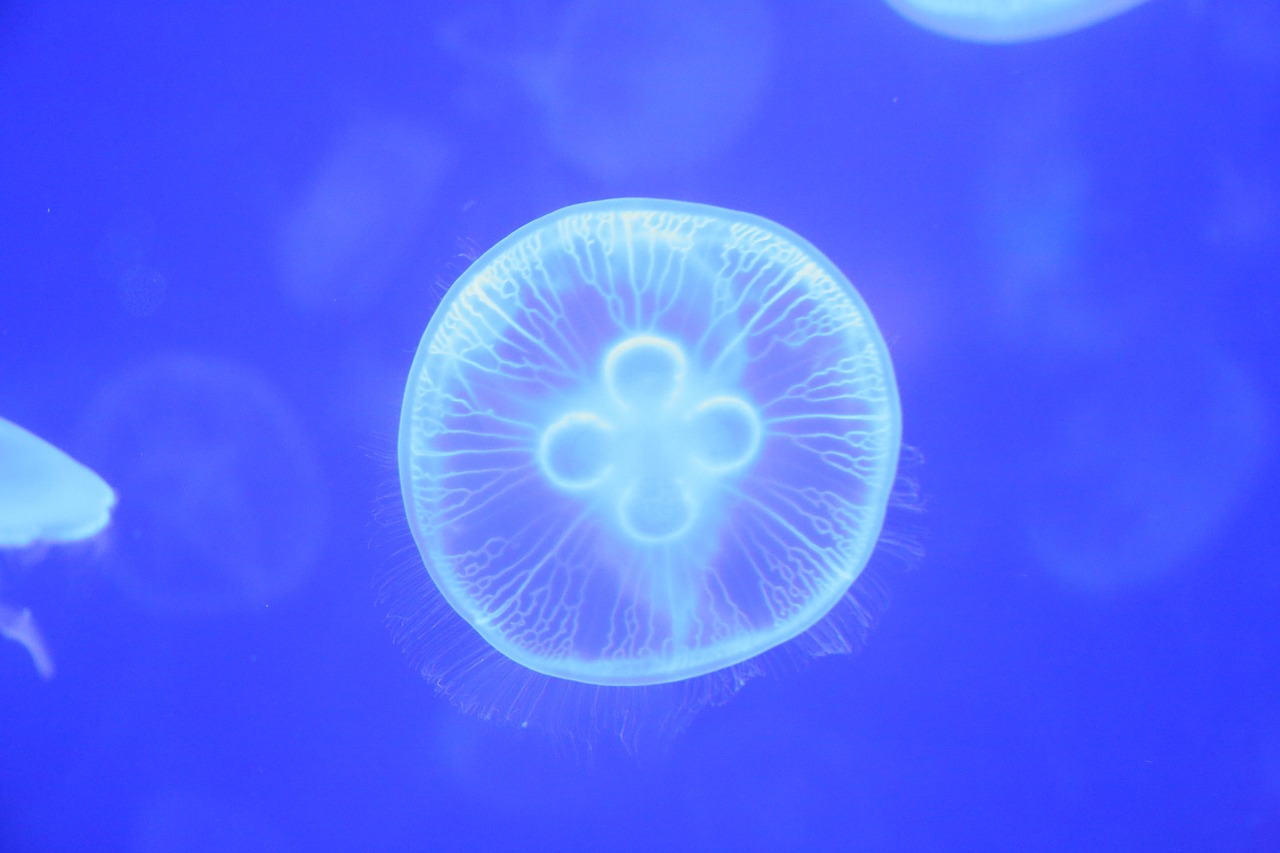 jellyfish small animals marine free photo