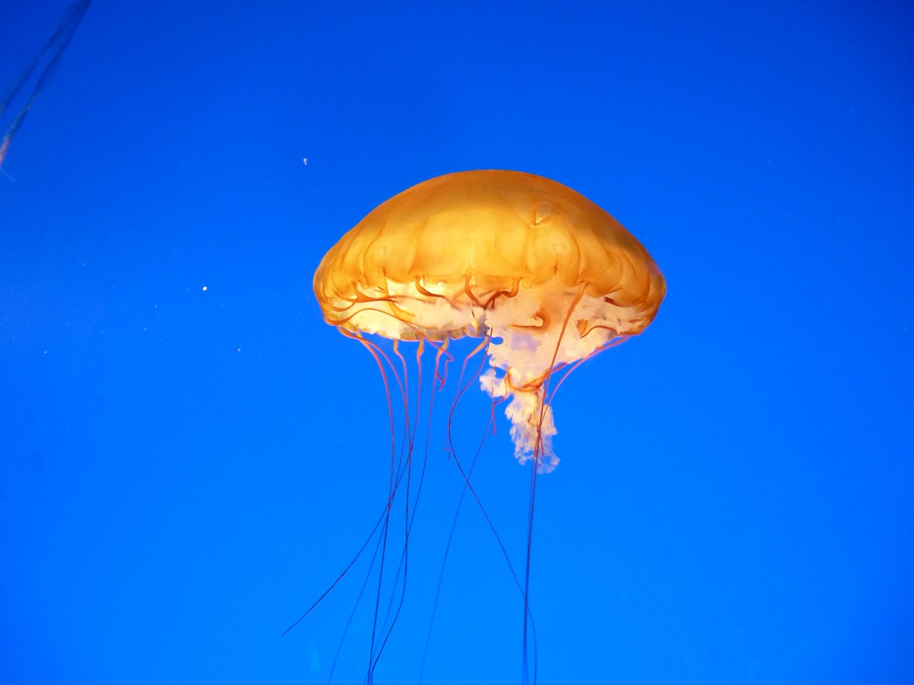 jellyfish water aquarium free photo