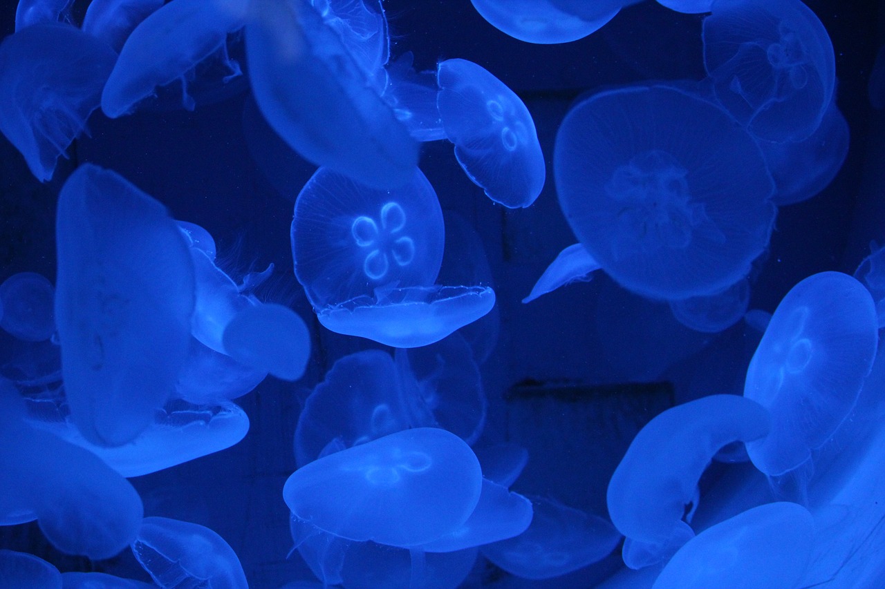 jellyfish water blue free photo