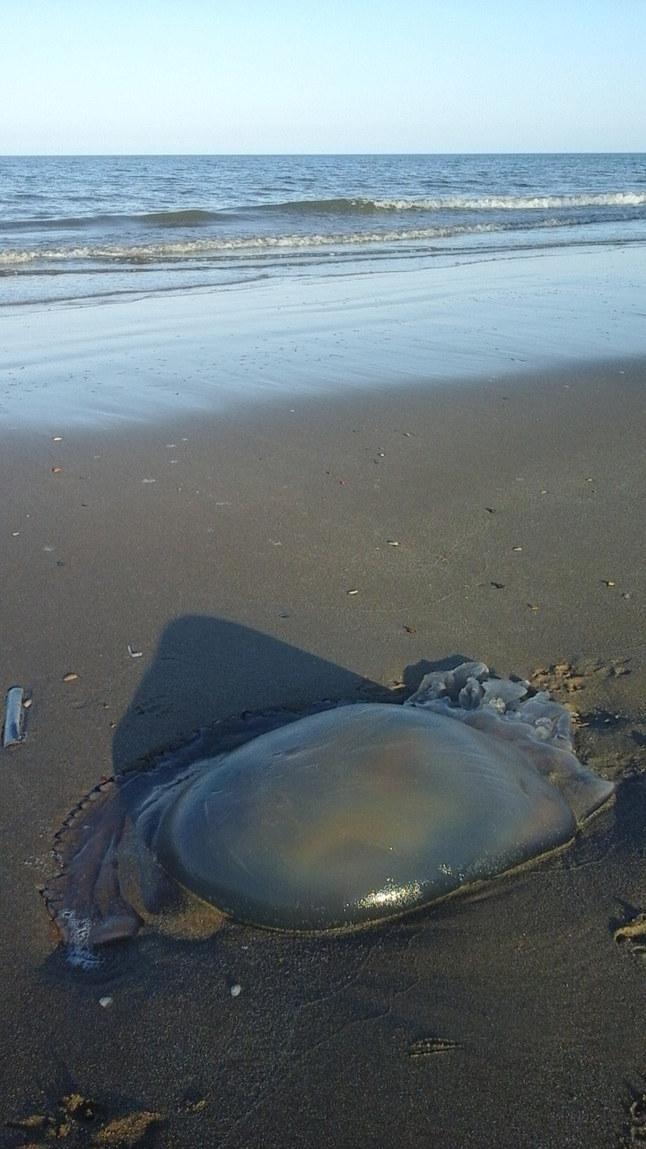 jellyfish beach aquatic free photo