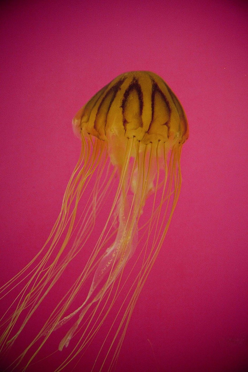 jellyfish aquarium sea free photo