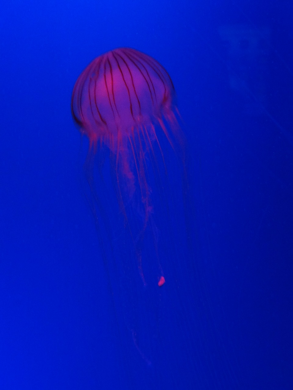 jellyfish blue sea life free photo