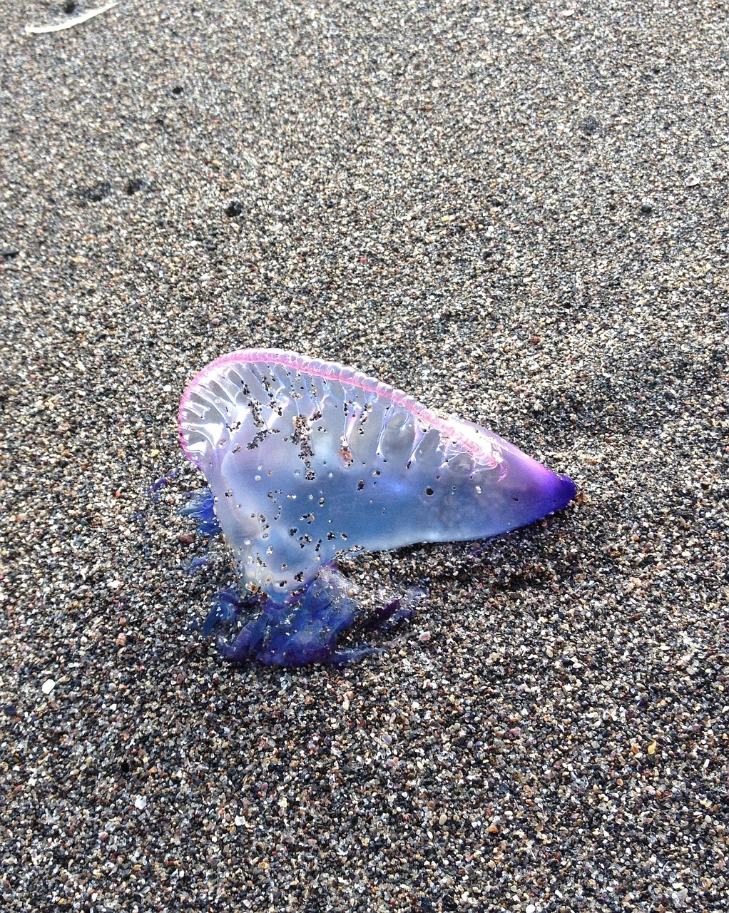 jellyfish beach toxic free photo