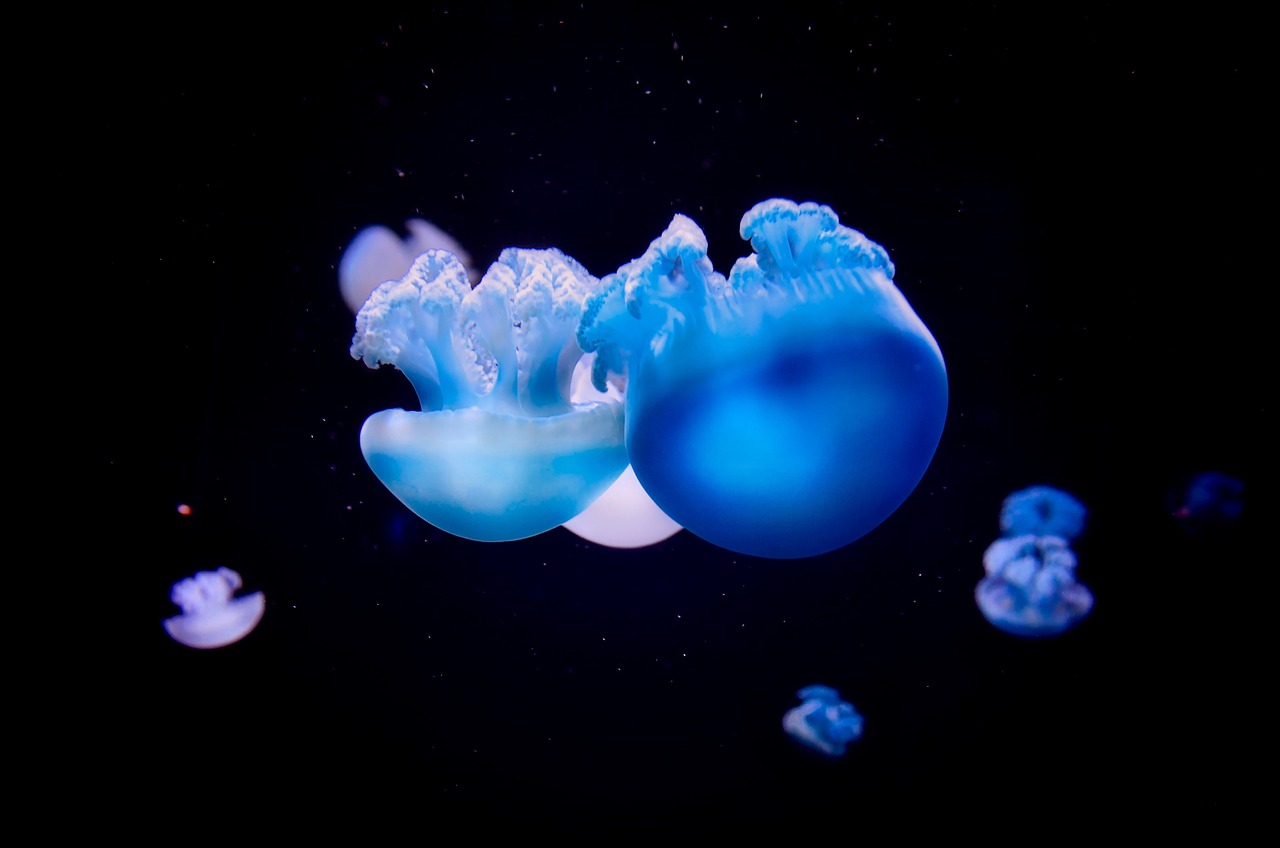jellyfish sea ocean free photo