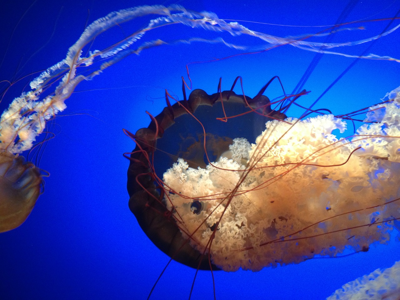 jellyfish peaceful sea free photo