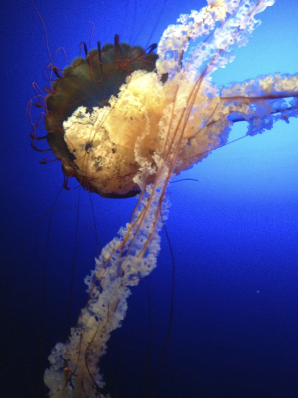 jellyfish blue creature free photo