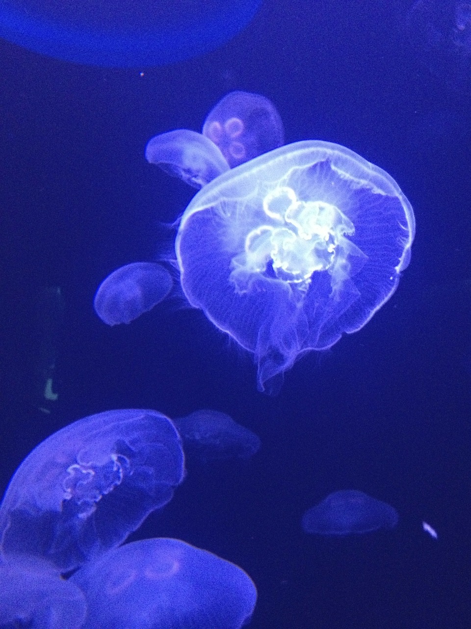 jellyfish blue white free photo