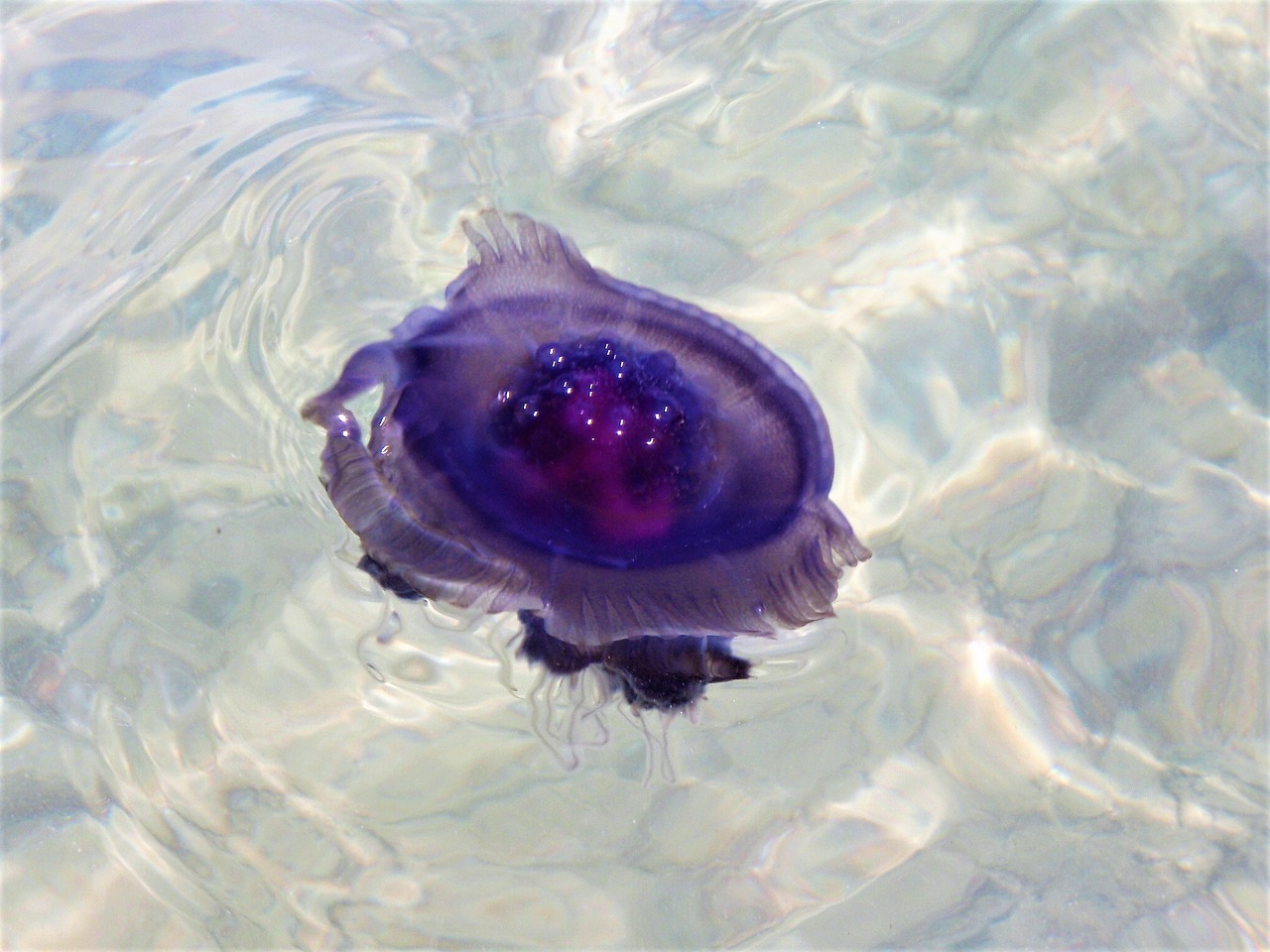 jellyfish filoletowy drift free photo